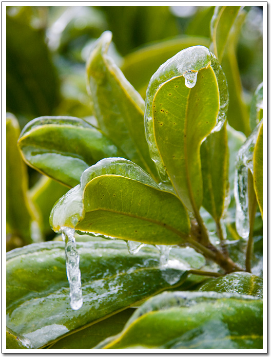 [Magnolia tree leaves]