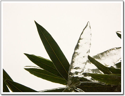 [Ice leaf]