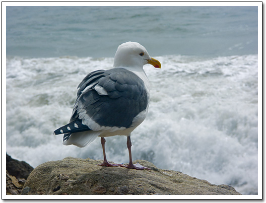 [Seagull]