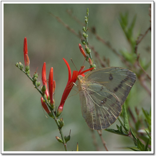 [Butterfly and red flower]