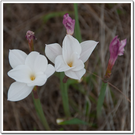 [Rain lillies]