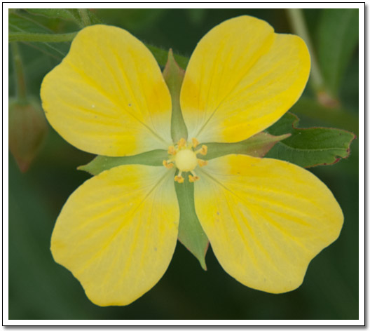 [Little yellow flower]