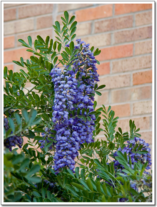 [Mountain laurel]
