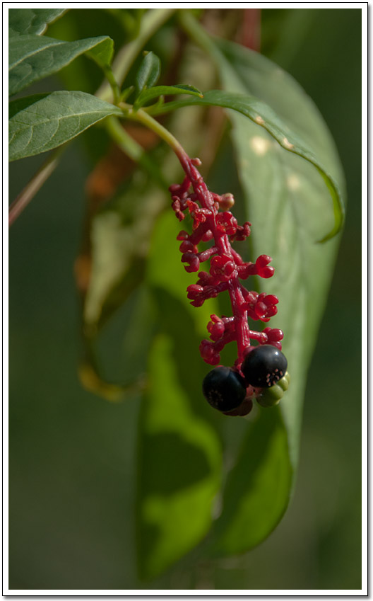 [McKinney Roughs berry]