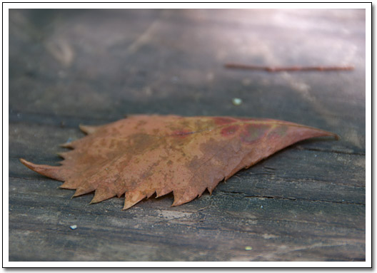 [Leaf]
