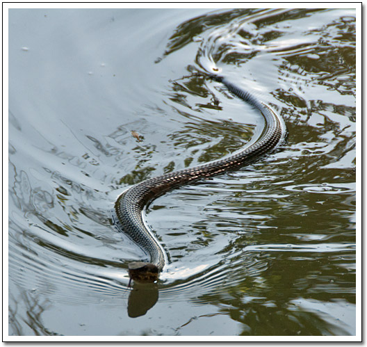 [River snake]