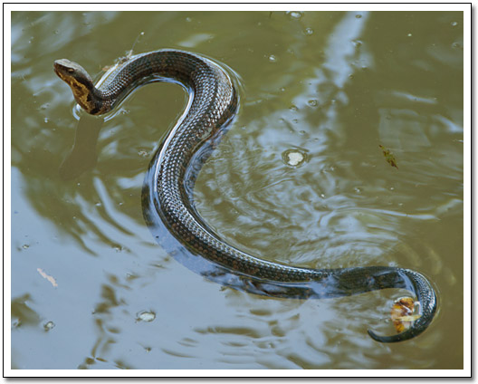 [River snake]