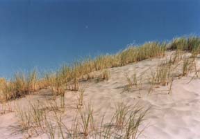 Oregon dune