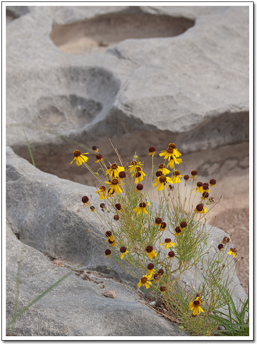 [Pedernales Falls flower]