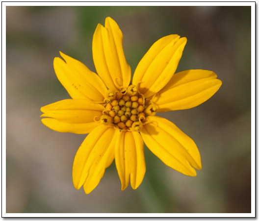 [Pedernales Falls flower]