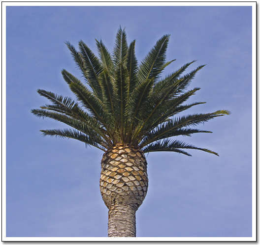 [Pepperdine Palm]