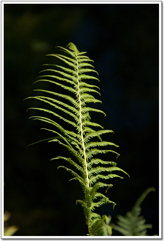 [Pedernales Falls fern]
