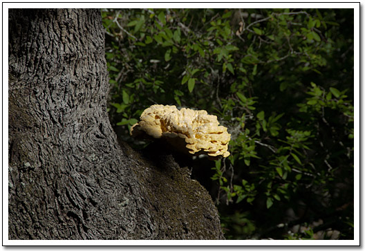 [Pedernales Falls fungus]