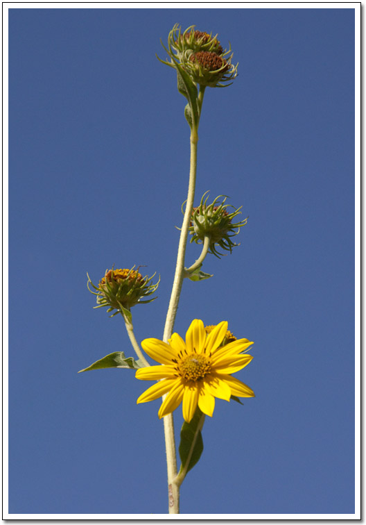 [Sunflower]