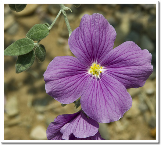 [Purple Flower]