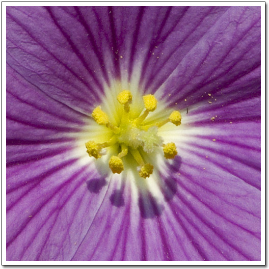 [Purple Flower]