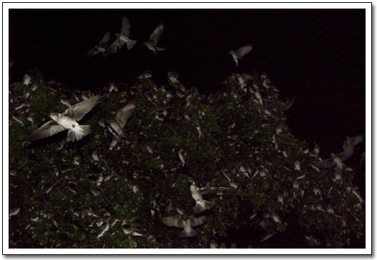 [Purple Martins at the mall]