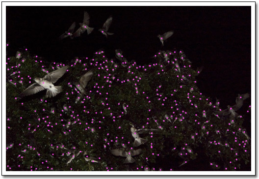 [Purple Martins at the mall]