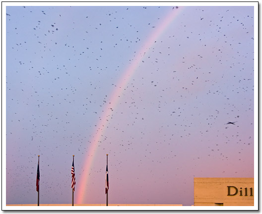 [Purple Martins at the mall]