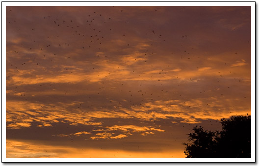 [Purple Martins at the mall]