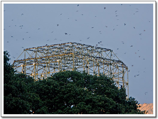 [Purple Martins at the mall]