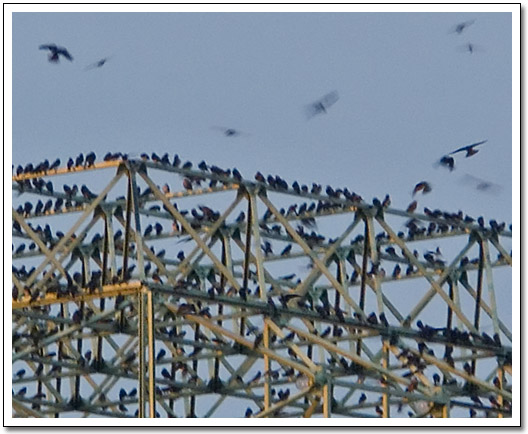 [Purple Martins at the mall]