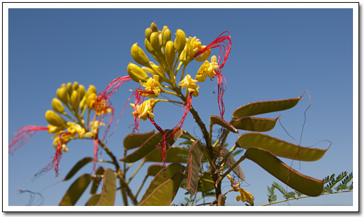 [Yellow flower with red streamers]