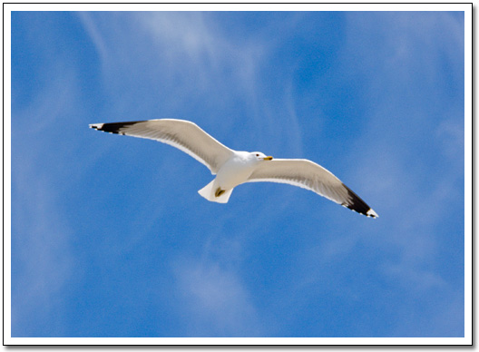[Seagull]