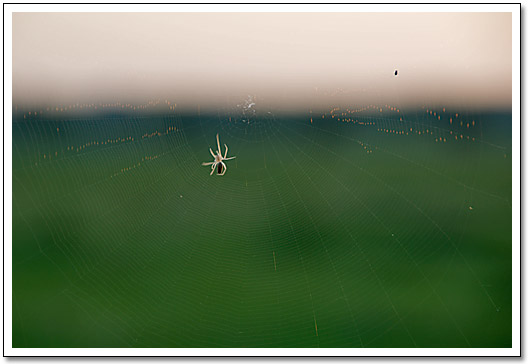 [Spider web]