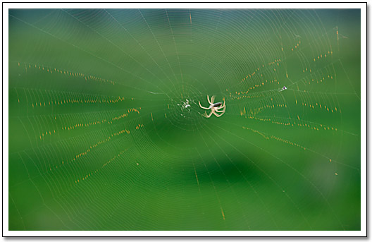 [Spider web]