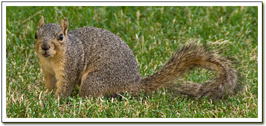 [Squirrel]