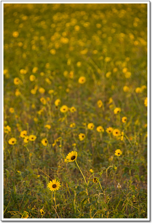 [Field of sunflowers]