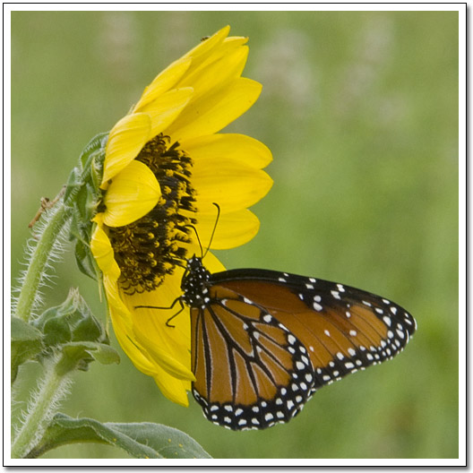 [Sunflower with Butterfly]