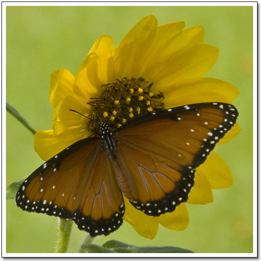 sunflower with butterfly 2 - --> JσℓιєFℓєυя Thread <--