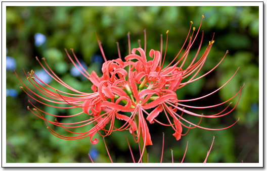 [Wacky red flower]