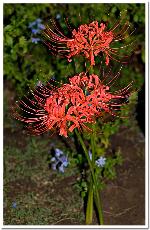 [Wacky red flower]