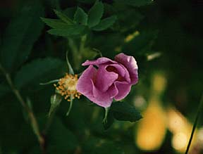 Wild Rose