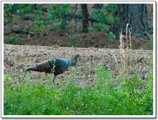 [Wild turkey]