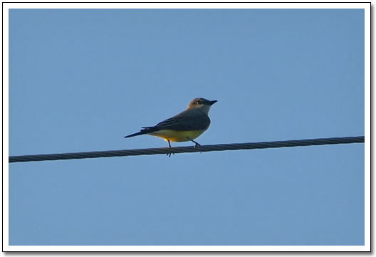 [Bird with a yellow belly]