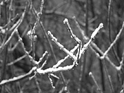 Branch