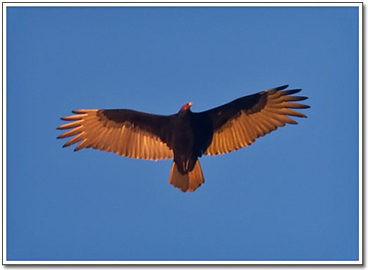 [Circling buzzard]