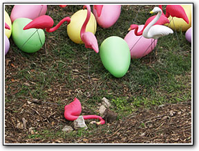 Dead flamingo