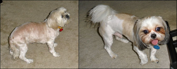 [Jennie's doggies]