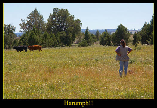 [Photo of Katie and some cows]
