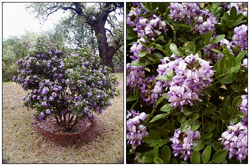 Mountain laurels