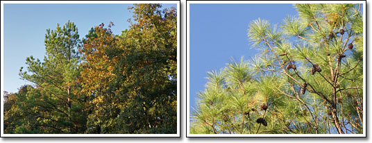 [Trees]