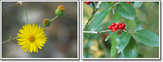 [Flower and berries]