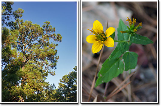 [Tree top and flower]