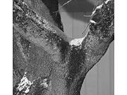 Tree trunk