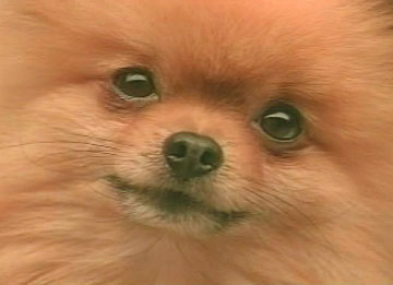 [TV Dog]